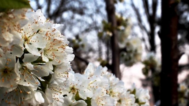 blossoming white cherry tree смотреть онлайн