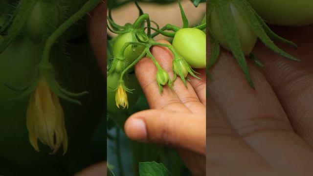 पिकांना नवे जीवन देणारे अॅग्रोस्टार प्युअर केल्प! смотреть онлайн