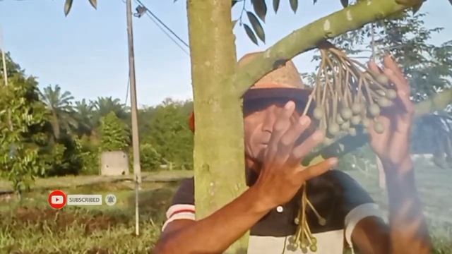 Durian usia Dini 1 Tahun, 2 Tahun di rawat dengan baik sudah berbunga lebat смотреть онлайн