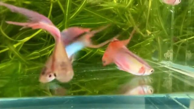 Amy’s Neon Rainbow Japan Blue With Red Double Swords Guppy - AmysBestFish.shop смотреть онлайн
