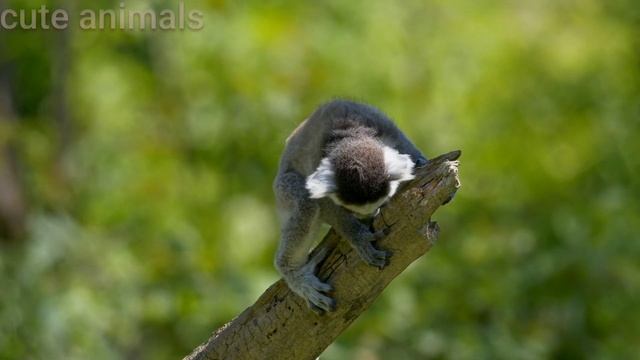 रिंग पुंछ वाला लेमर ||ring tailed lemur video|#cuteanimals смотреть онлайн