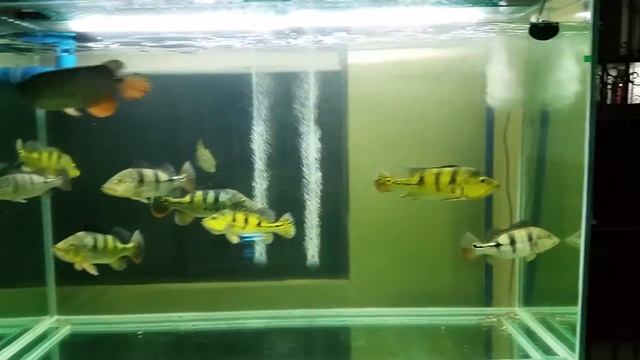 GOLDEN HIGH BACK AROWANA CICHLA AZUL, MONOC, KELBERI, TEMENSIS MONSTER COMMUNITY смотреть онлайн