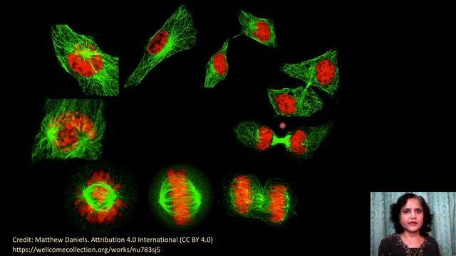 Lec 14 Mitosis-Part I смотреть онлайн
