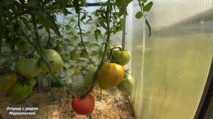 ТОМАТ ПУДОВИК. Сибирский сорт. Описание и вкус.