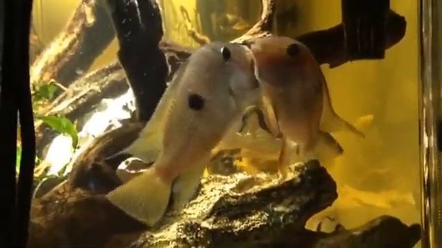 Guianacara Stergiosi vs Guianacara Geayi смотреть онлайн