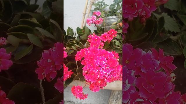 plena florecencia..❤ смотреть онлайн