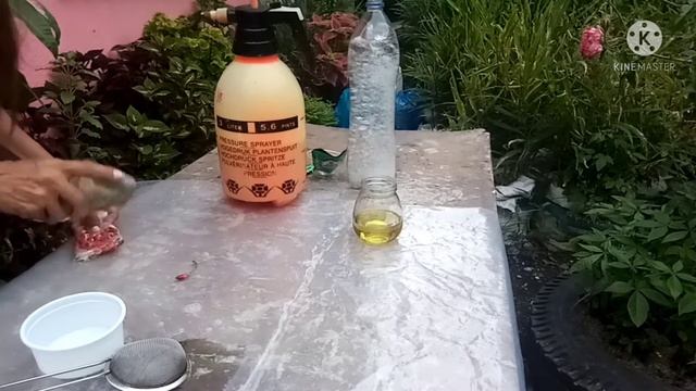 NATURAL PESTICIDE | PAMATAY NG MGA OOD at PESTE SA HALAMAN AT MGA GULAY | Inday8 Buhay Probinsya смотреть онлайн