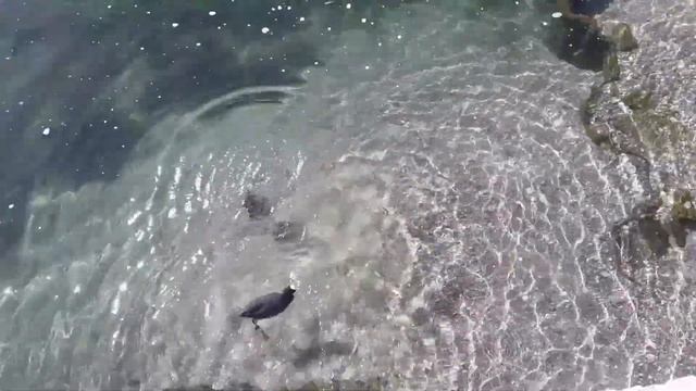 Лаго Маджоре и его фауна🦆🦢🕊 #лагомаджоре 🕊 смотреть онлайн