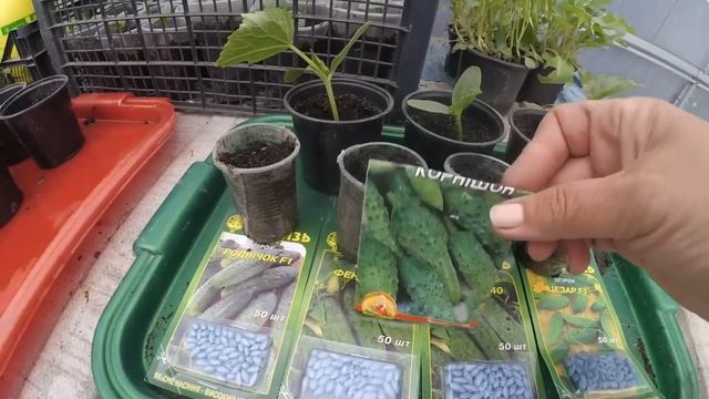 МОЯ РОЗСАДА. Що додати в ямку при висаджуванні розсади.?? смотреть онлайн