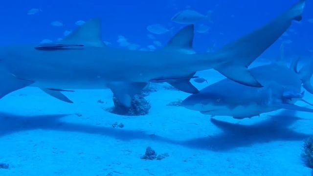 LemonSharks смотреть онлайн