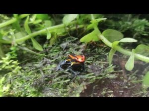 Мои террариумы с древолазами. Часть 1