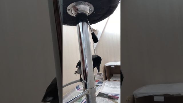 Каркуш серая ворона смотреть онлайн