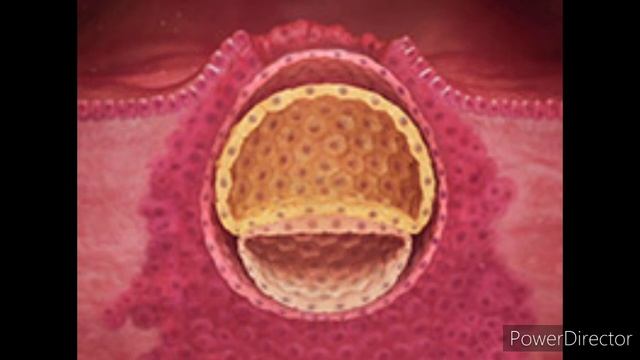 Homiladorlikning 3- Haftasi Alomatlari Va Muhim Davr