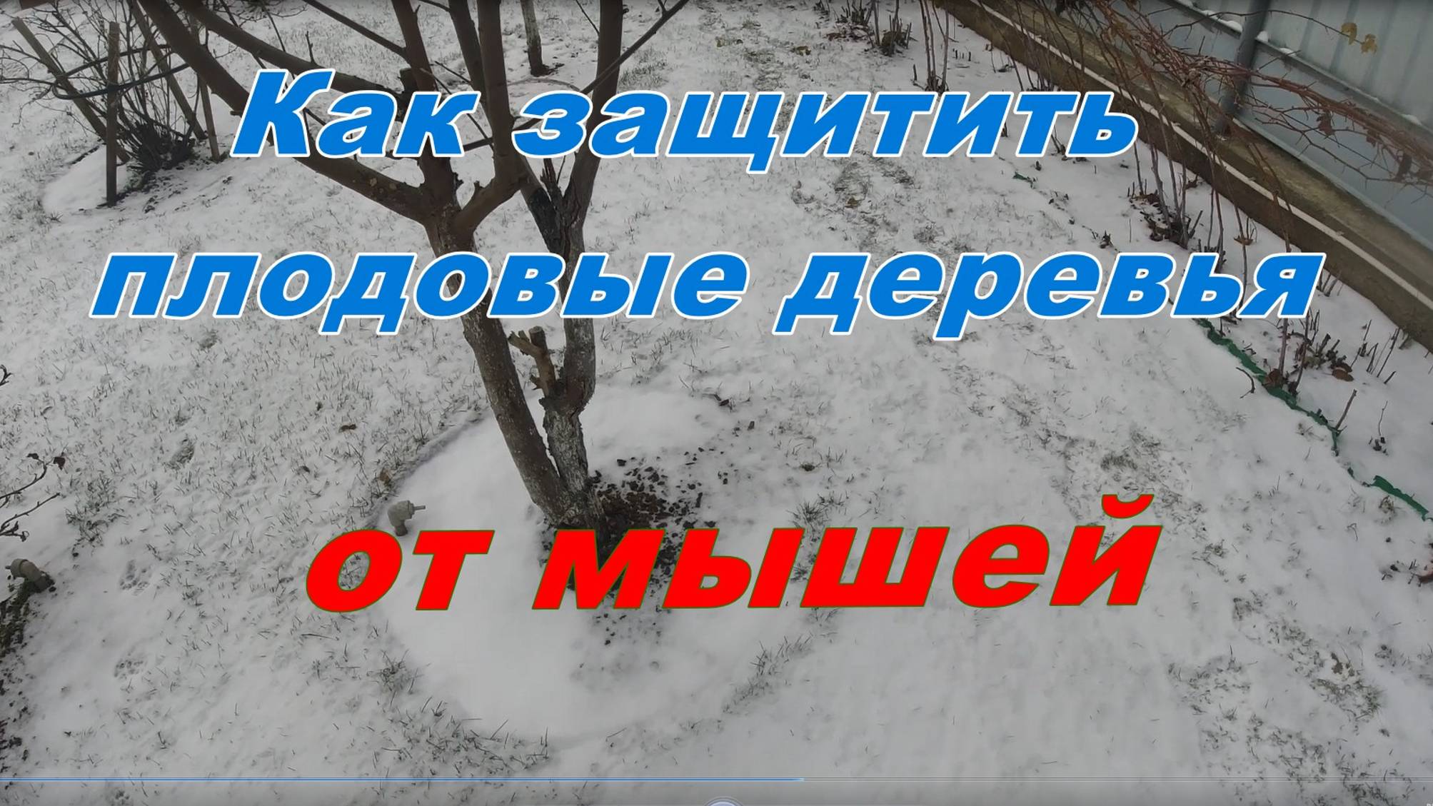 Защищаем плодовые деревья от грызунов смотреть онлайн