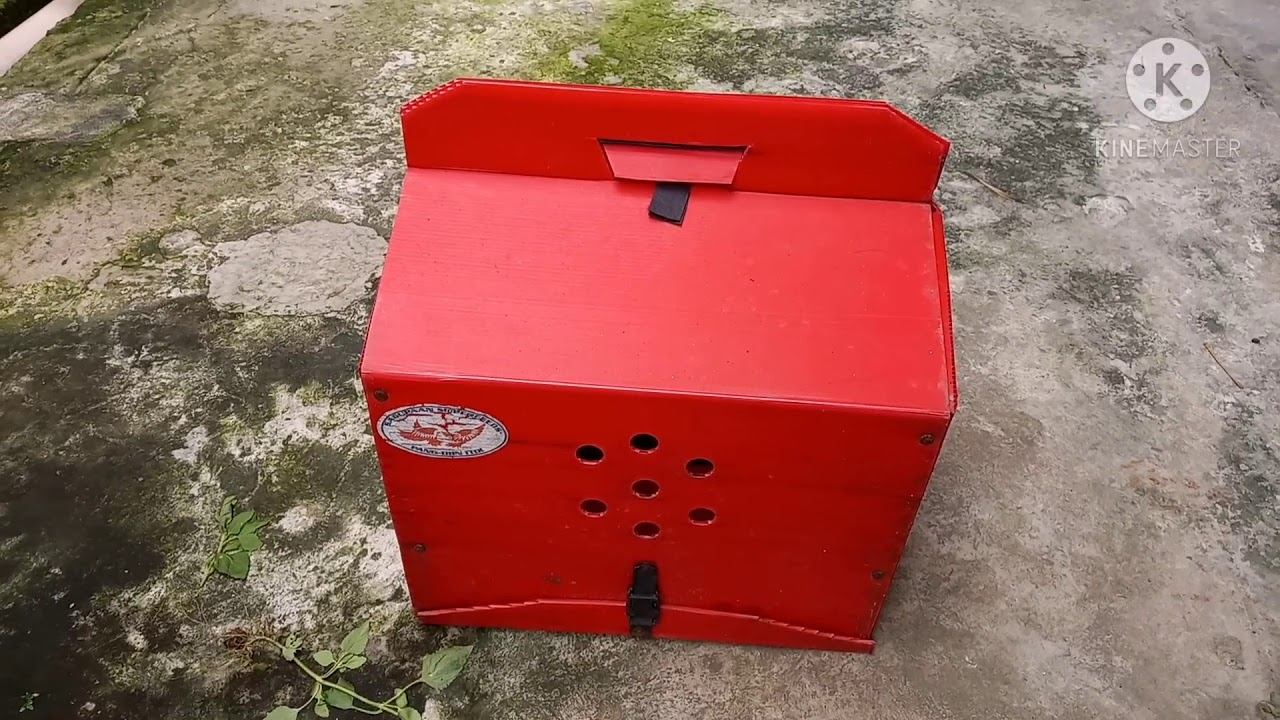 Black Australorp and D 107 growth 1 week to 4 weeks смотреть онлайн