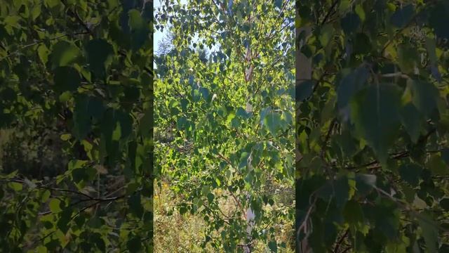 Немного августовской природы - в полях недалеко от села Губернское смотреть онлайн