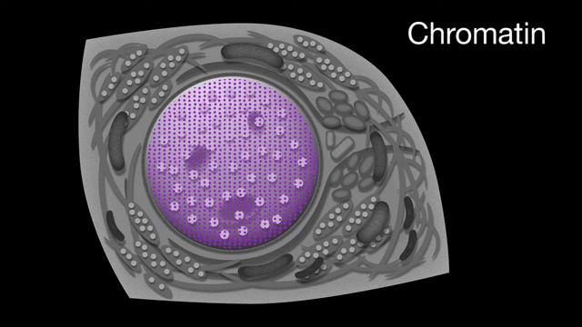 2. IFA Pattern recognition & HEp-2 cell components смотреть онлайн