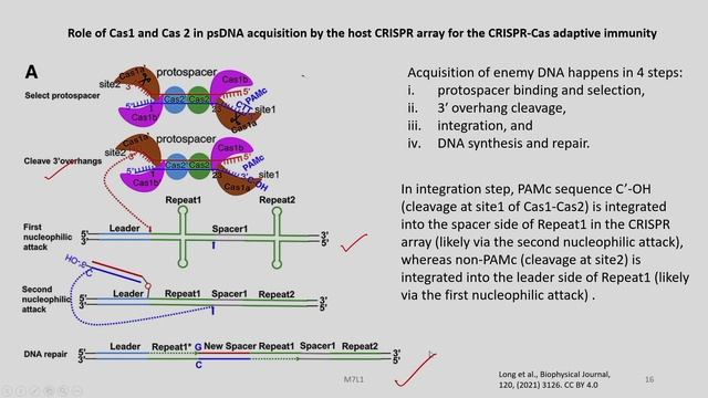 Lec 20: CRISPR system in bacteria - Part A смотреть онлайн