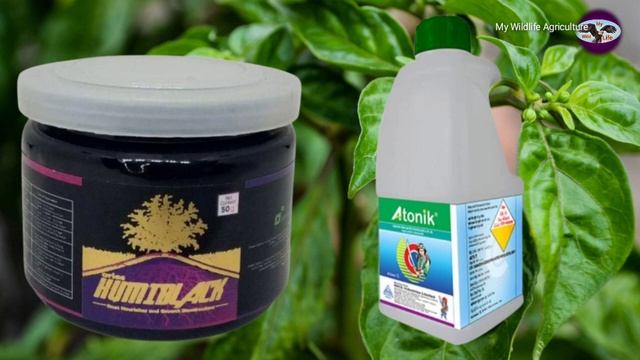 chilli crop grow telugu | mirchi crop growth telugu | mirchi plant growth pesticide | chilli plant смотреть онлайн