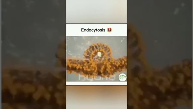 Endocytosis 😁 смотреть онлайн