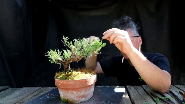 The Second Pruning of My 12 Dollar Juniper, The Bonsai Zone, June 2022 смотреть онлайн