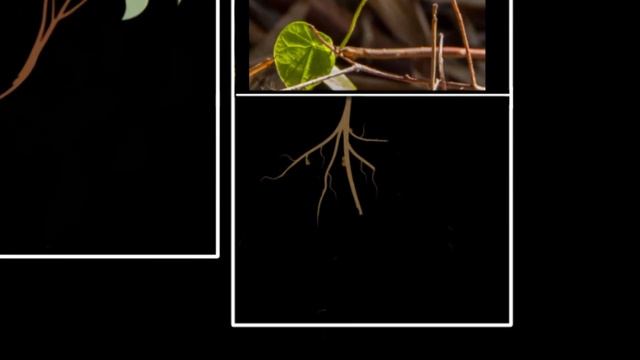 Tropism (Types, positive & negative) | Control & Coordination | Biology | Khan Academy смотреть онлайн