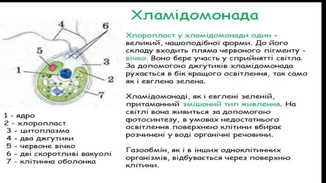 Одноклітинні фотосинтезуючі організми смотреть онлайн