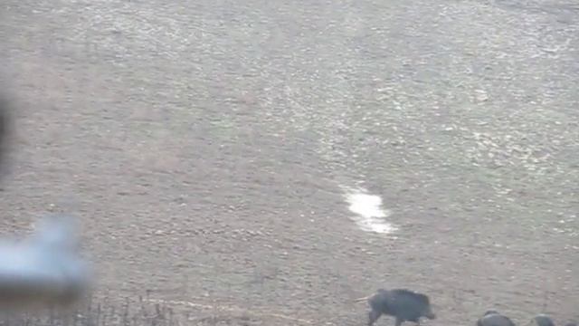 Охота на кабана в Болгарии. Часть 2 (прицел) смотреть онлайн