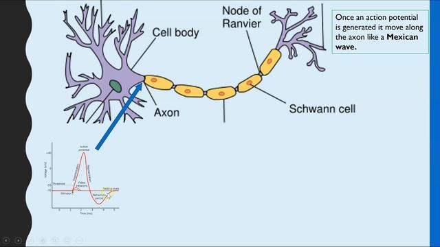 ACTION POTENTIALS: Depolarization and repolarization on an axon, Includes All or nothing principle смотреть онлайн