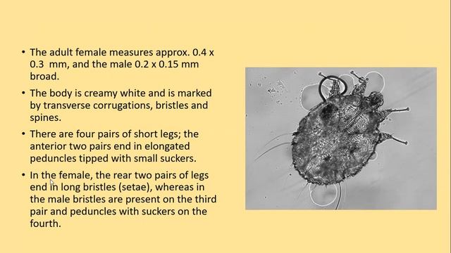 Lecture-118: Pediculosis & Scabies. Rook's chapter 34. смотреть онлайн