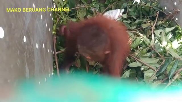 орангутан смотреть онлайн