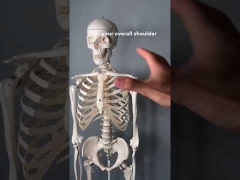 The Collarbone (Clavicle) смотреть онлайн