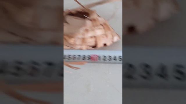 67 82 ваш выигрышный лот в работе проверьте размер и оставляйте четыре цифры т в чате лапте русски смотреть онлайн