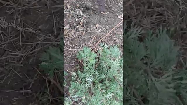 крупные корневища вегетирующих растений, вырезанных ПРПК при обработке поля смотреть онлайн