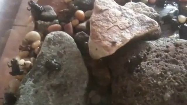 Frogs! смотреть онлайн