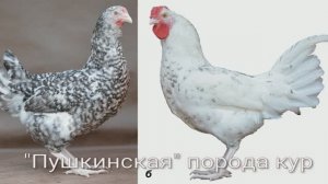 Молодки Пушкинской породы описание и определение пола