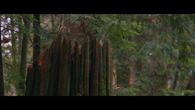 RAW 14 - Sony A7C Cinematic Video ｜ Standard (PP off) - Robert Burnaby Park смотреть онлайн