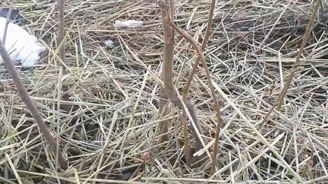 ТРАПЕЗУНД саженцы на весну. смотреть онлайн