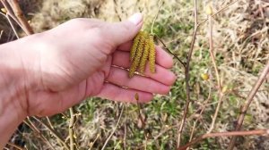 Когда и как цветет фундук, показываю мужские и женские соцветия на моем фундуке