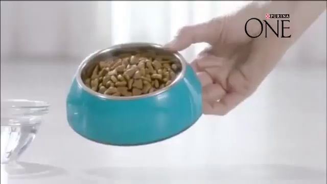 Здоровый Питомец Сегодня и Завтра вместе с PURINA ONE®
