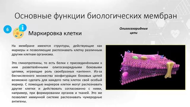 Тема 1. Возбудимые ткани. Вопрос 2 смотреть онлайн