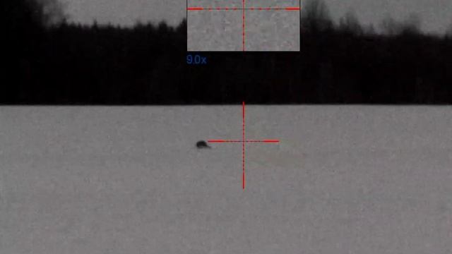 Лиса на 200 метров. Тк518м. 366ткм. Pulsar digisight ultra n455lrf. Гексагон. Ночная охота на лису. смотреть онлайн