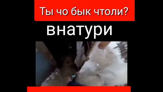 Ты чо бык что-ли?? смотреть онлайн
