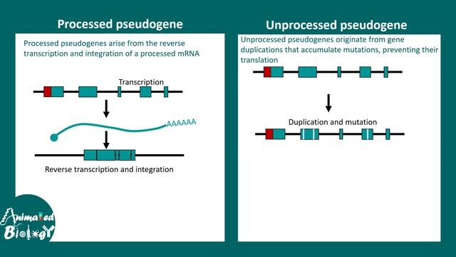 Pseudogene | What is the function of pseudogene? | What is an example of a pseudogene in humans? смотреть онлайн