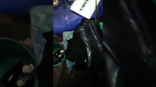 Pintando rin viejo de ram 4000 1 parte смотреть онлайн