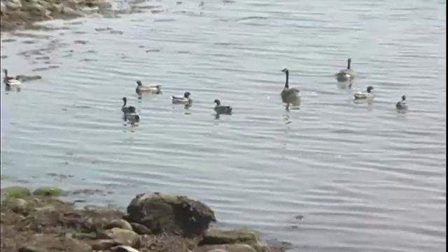 CUNY Video:The Biological Heritage of Pelham Bay Park смотреть онлайн