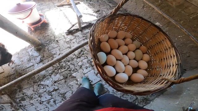 Raising Natural Chicks without Antibiotics with Salt and Molasses - Quail Chicks -Chicken Farm Work смотреть онлайн
