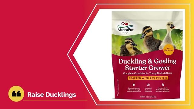 7 Best Duck Feeds in 2021 - The Poultry Feed смотреть онлайн