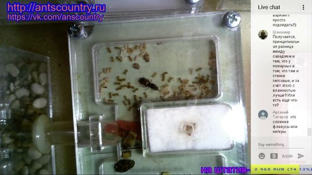 Про понерин (About Ponerinе)