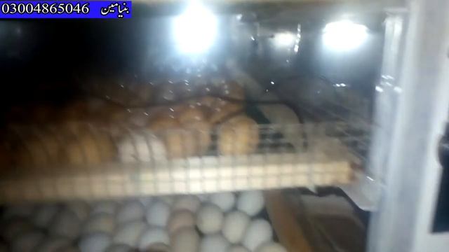 Lohman Brown And Austrlarp Chicks For Sale l New hatcher Is Ready l 360 Farmer смотреть онлайн